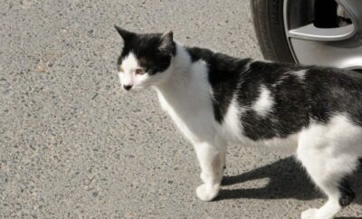 Istanbul Cats Make Everyone Happier