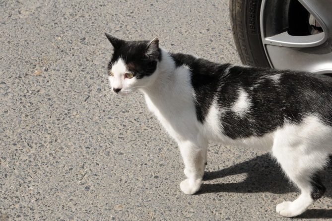 Istanbul Cats Make Everyone Happier