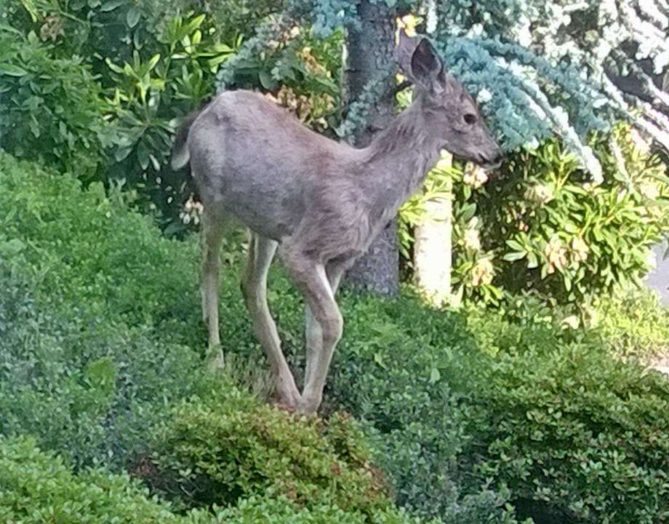 Glorious Seattle Weekend Seattle wa, Glorious Seattle Weekend deer in seattle wildlife is still local