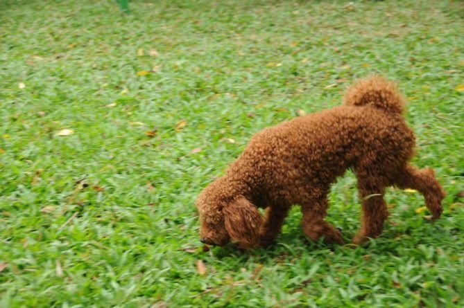 Pets in Vietnam, Vietnam 3 Best Hits and 3 Misses Pets in Vietnam, Vietnam 3 Best Hits and 3 Misses