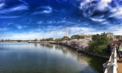 Cherry Blossoms WA DC USA