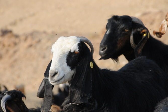 Amman Jordan -Best Cities" in the Middle East with goats along the road