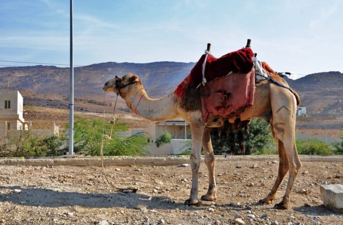 Amman Jordan camels