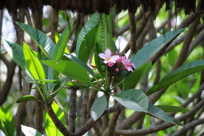 African Safari Injury - pink flowers