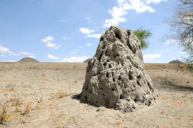My African Safari - Tarangire Safari Camp - termite hill