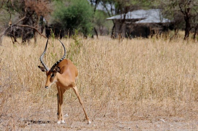 Best African Safari Animals Shots - gizelle