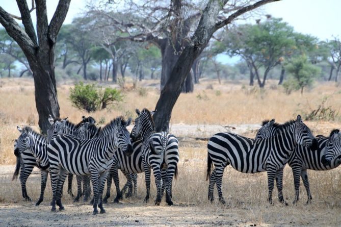 Best African Safari Animals Shots - zebra herd