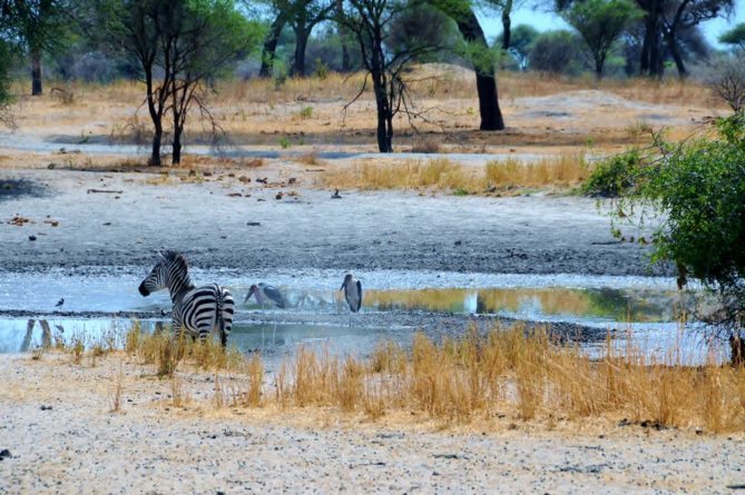 Best African Safari Views Best African Safari Views -1