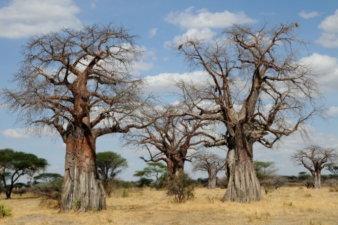 Best African Safari Views - trees