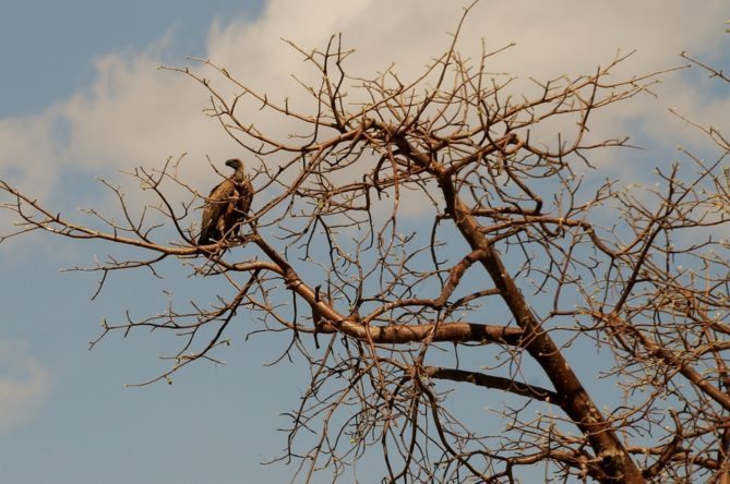 Best African Safari Animals Shots - vulture tree