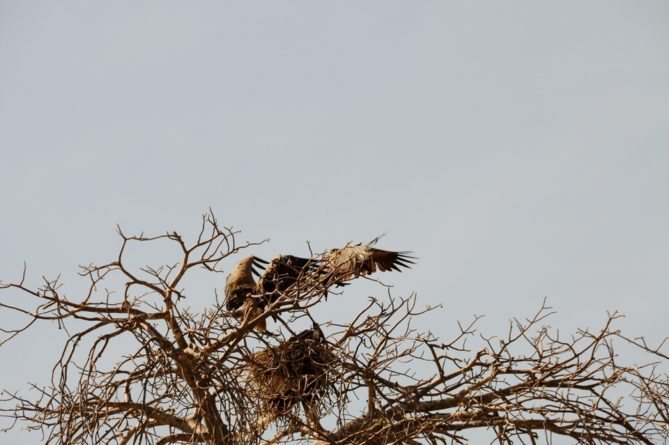 Best African Safari Animals Shots - vulture nest