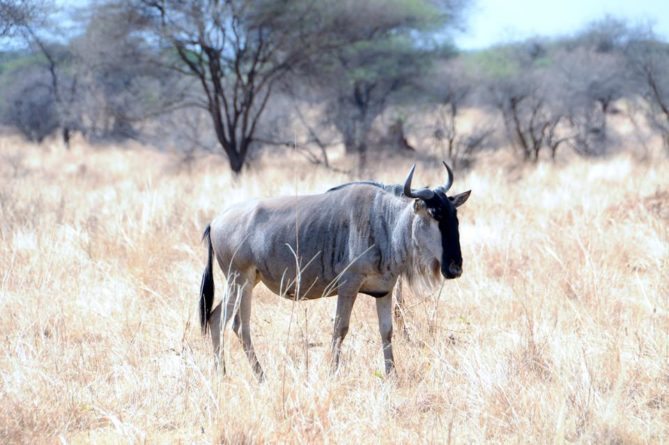 Best African Safari Animals Shots - wallabee alone