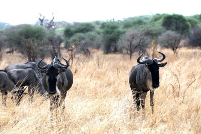 Best African Safari Animals Shots - wallabee heard