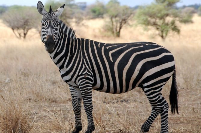Best African Safari Animals  - zebra stright on