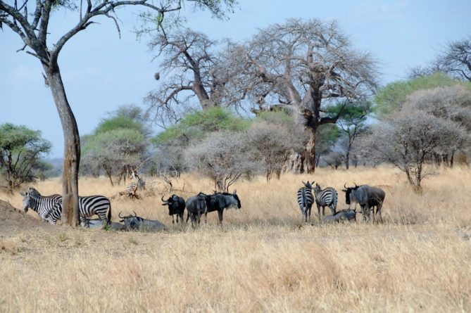 Best African Safari Animals Shots - grazing