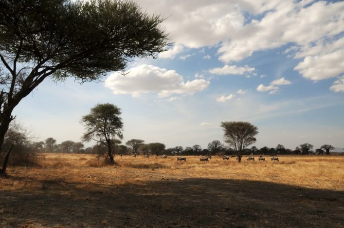 Best African Safari Views Best African Safari Views -2