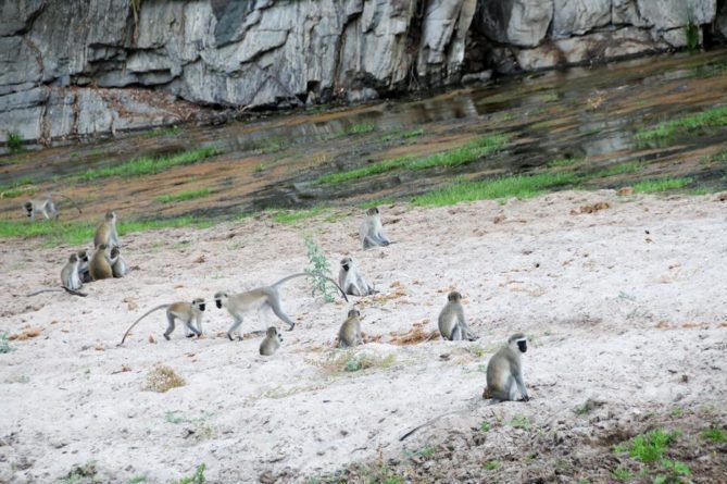 Best African Safari Animals Shots - monkey herd