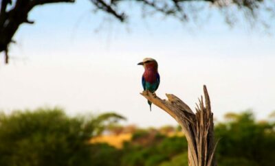 Best African Safari Animals Shots