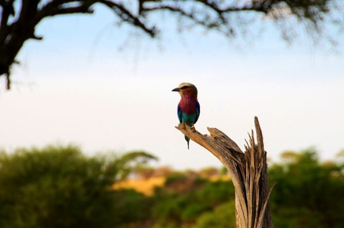 Best African Safari Animals Shots