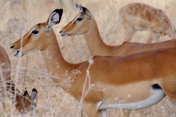 Best African Safari Animals Shots 2 deer