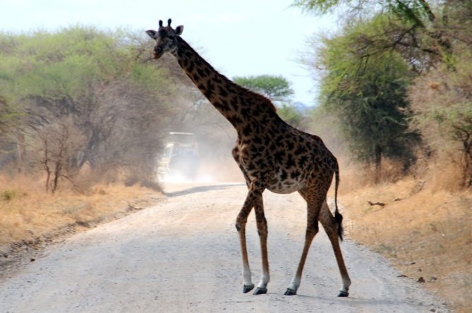 Best African Safari Animals Shots giraffe