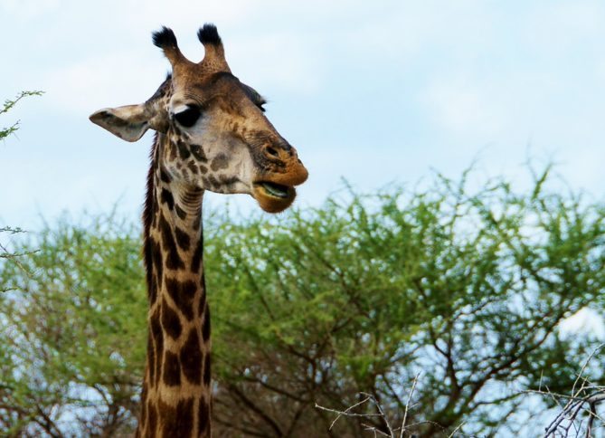 Best African Safari Animals Shots Giraffe head shot
