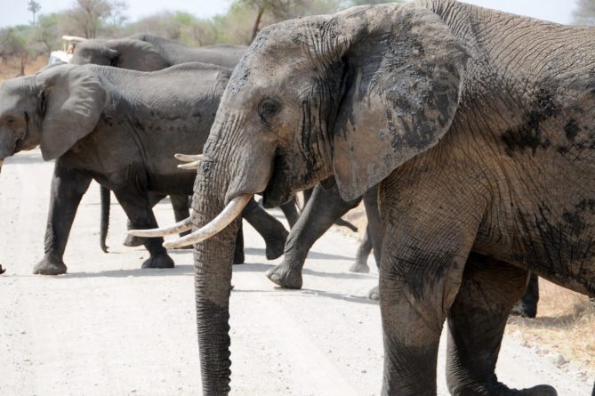Best African Safari Animals Shots - elephant herd