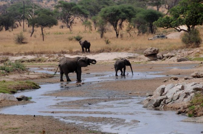 Best African Safari Views - elephants