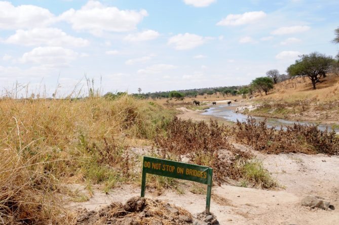 Best African Safari Views grass