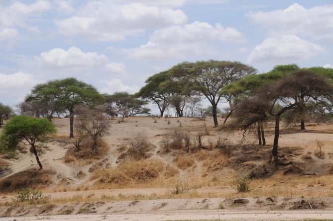 Best African Safari Views 6 grove trees