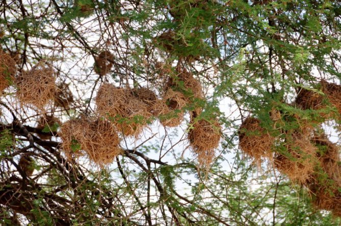 Best African Safari Views- bird nests