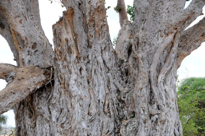 Best African Safari Views -close up