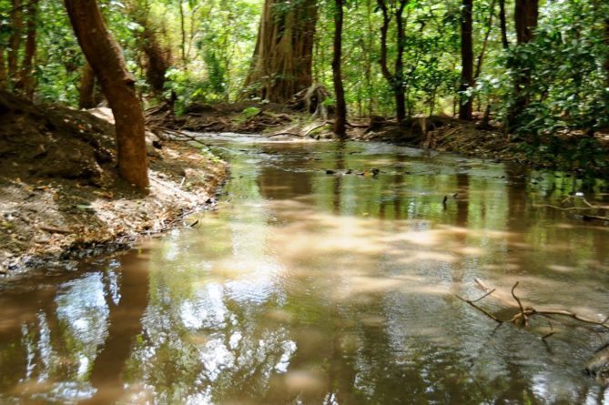 Best African Safari Views - swamp