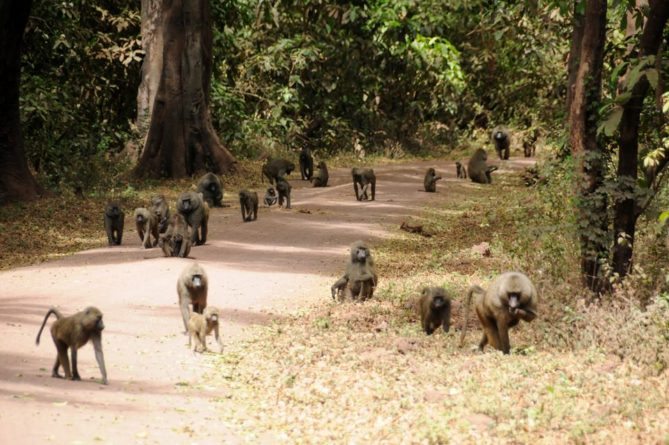 Best African Safari Animals Shots Baboons