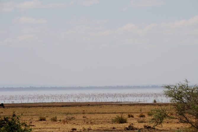 Best African Safari Views 4