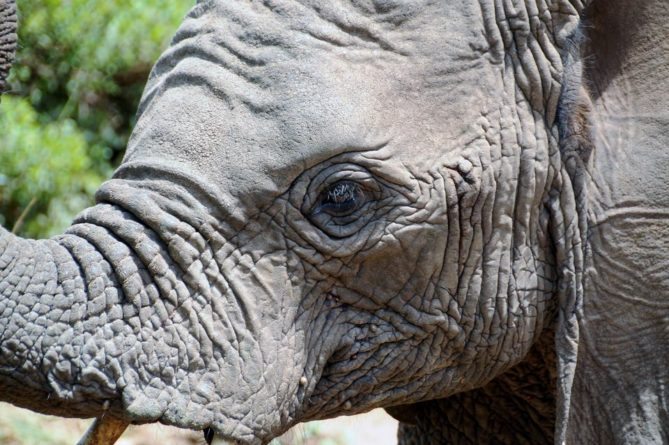 Best African Safari Animals Shots - elephant eye