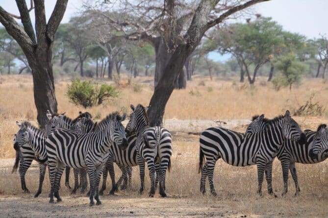 Top 10 African Safari Animal Photos- 10