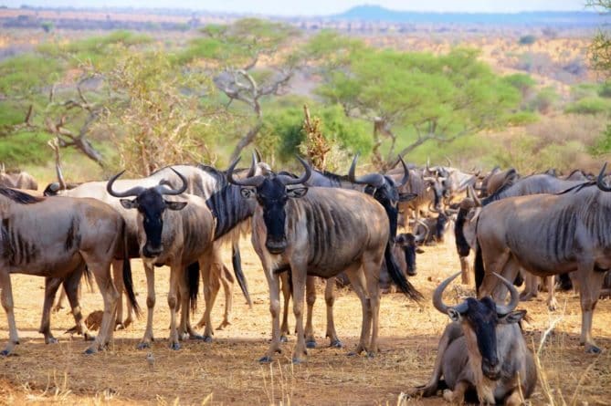Top 10 African Safari Animal Photos - 7