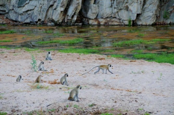 Top 10 African Safari Animal Photos - 8