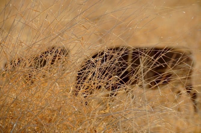 Top 10 African Safari Animal Photos - 9