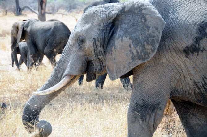 Top 10 African Safari Animal Photos -1
