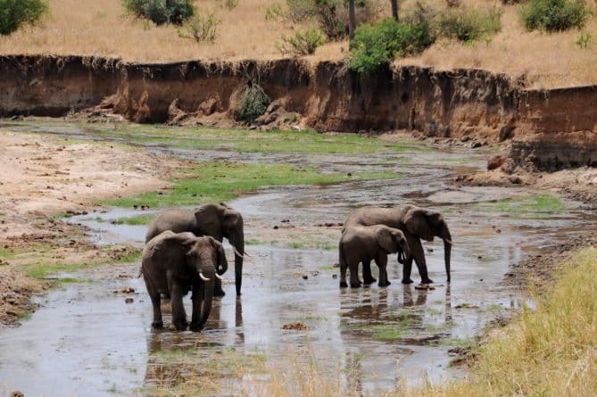 Top 10 African Safari Animal Photos 5