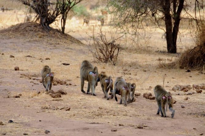Top 10 African Safari Animal Photos 4