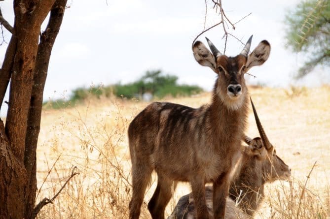 Top 10 African Safari Animal Photos- 2