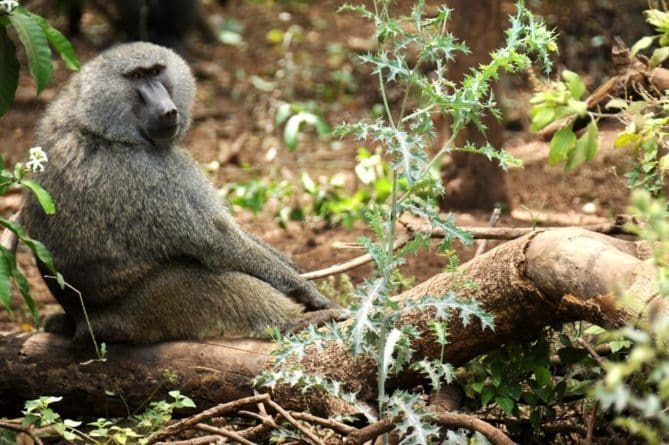 Top 10 African Safari Animal Photos -3 