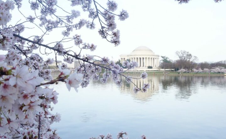 Spring Cherry Blossoms, Washington DC Cherry Blossoms, traveling alone