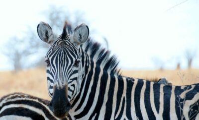 Top 10 African Safari Animal Photos