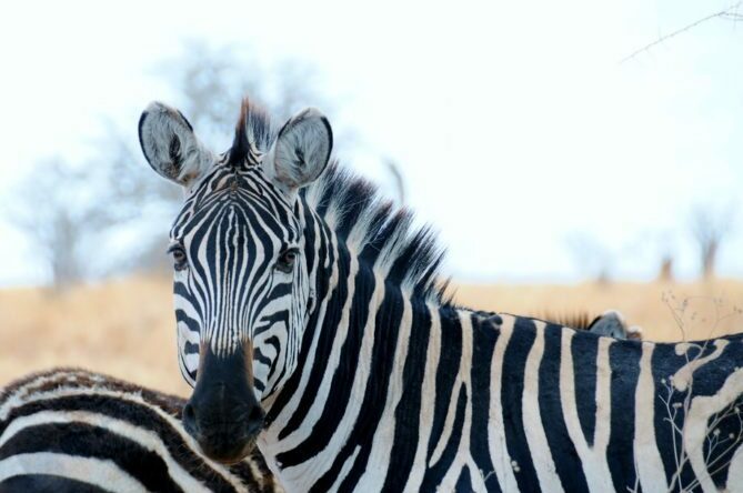 Top 10 African Safari Animal Photos