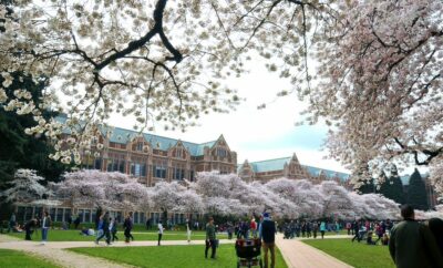 Cherry Blossoms