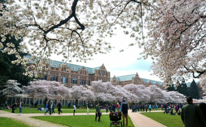 Cherry Blossoms